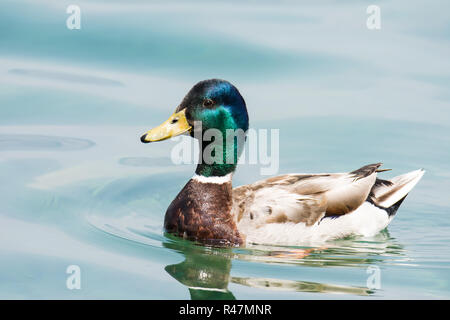 Homme natation canard sauvage Banque D'Images