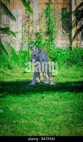 White Lion debout dans l'herbe Banque D'Images