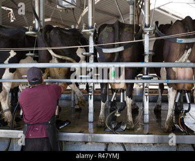 Sheffield, Nouvelle-Zélande - 03 août 2018 : un travailleur agricole attache tasses à des vaches laitières dans l'abri de la traite Banque D'Images