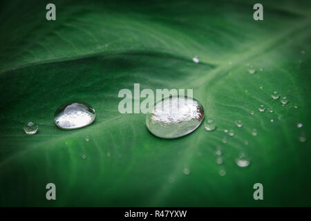 De grandes belles gouttes de pluie transparente de l'eau sur une feuille verte macro. Belle texture de la feuille dans la nature. Dans le milieu naturel, l'espace de copie. Banque D'Images