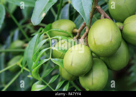 Ambarella fruits (Spondias dulcis), également connu sous le nom de prune, juin aucune Brésil "caja-manga' les fruits peuvent être consommés crus ou en jus, confitures, confitures ou Banque D'Images