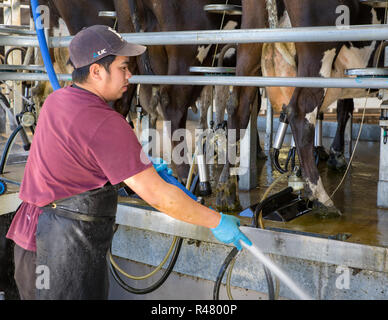 Sheffield, Nouvelle-Zélande - 03 août 2018 : un travailleur agricole vache flexibles les effluents de la région de la traite dans un hangar laitiers Banque D'Images