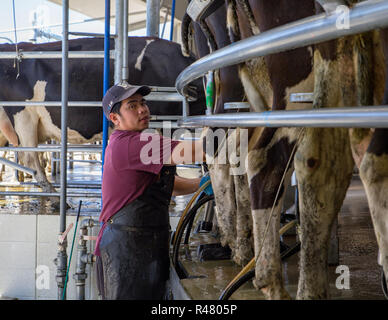 Sheffield, Nouvelle-Zélande - 03 août 2018 : un travailleur agricole attache tasses à des vaches laitières dans l'abri de la traite Banque D'Images