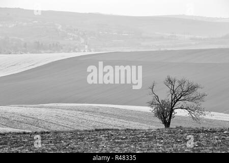 Arbre isolé en République tchèque Moravie hills. Les terres arables au printemps Banque D'Images
