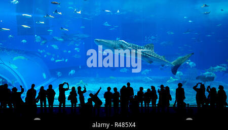 Aquarium d'okinawa Banque D'Images