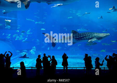 Requin-baleine à l'Aquarium Churaumi d'Okinawa Banque D'Images