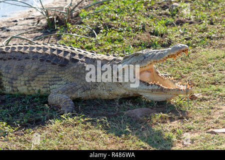 Le crocodile du Nil (Crocodylus niloticus), bouche grande ouverte pour la thermorégulation, sur la banque, Coucher de Dam, Kruger National Park, Afrique du Sud, l'Afrique Banque D'Images