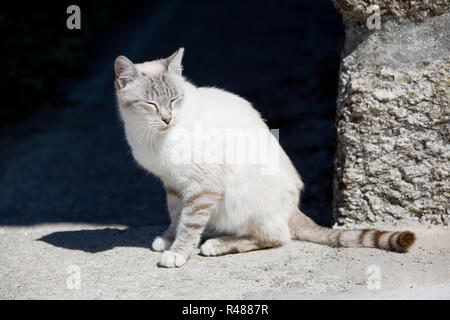 chat blanc Banque D'Images