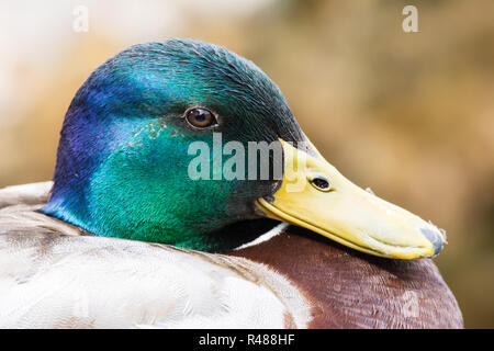 Portrait d'un mâle canard sauvage Banque D'Images