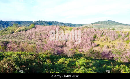 La Thaïlande est sakura ou Prunus cerasoides à Phu Lom Lo montagne, Loei , Thaïlande. Banque D'Images