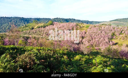 La Thaïlande est sakura ou Prunus cerasoides à Phu Lom Lo montagne, Loei , Thaïlande. Banque D'Images