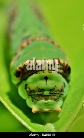 Page King Caterpillar machaon Banque D'Images