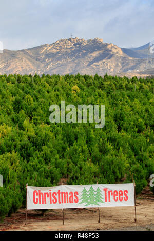 Christmas Tree Farm sign in Southern California USA Banque D'Images