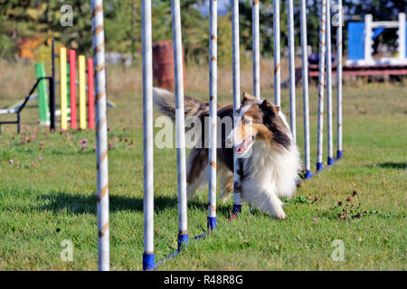 Shetland Sheepdog fonctionnant sur cours d'Agilité slalom Banque D'Images