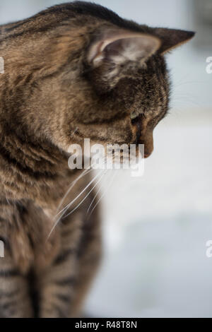 Profil de chat regardant vers le bas Banque D'Images