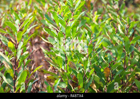 Gagelstrauch (Myrica gale) Banque D'Images