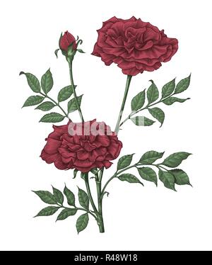 Dessin gravure main roses vintage illustration sur fond blanc Illustration de Vecteur