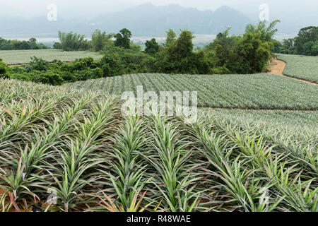 L'Ananas fruit farm Banque D'Images