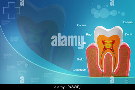 La section des dents Banque D'Images