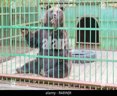 Ours brun derrière les barreaux dans une cage Banque D'Images