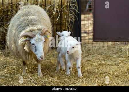 Les brebis avec agneau sur rural farm Banque D'Images