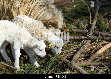 Les brebis avec agneau sur rural farm Banque D'Images