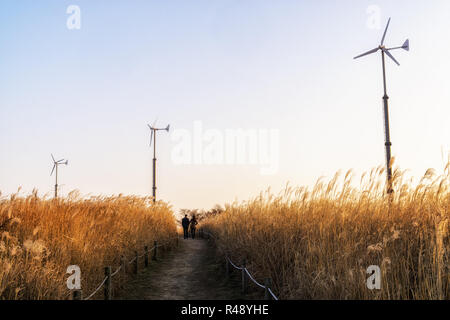 Roseaux sauvages et éoliennes dans haneul park Banque D'Images