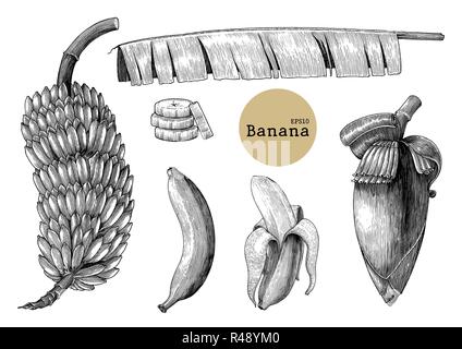 Collections de banane dessin gravure illustration vintage Illustration de Vecteur