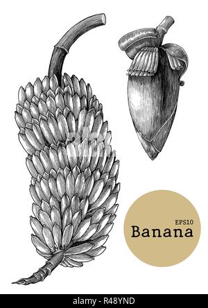 Collections de banane dessin gravure illustration vintage Illustration de Vecteur