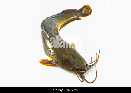 Isolé des poisson-chat / silure isoler sur fond blanc - Les poissons d'eau douce close up barbue Banque D'Images