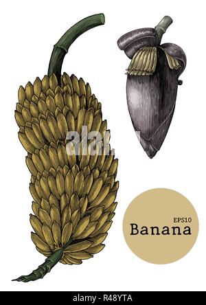 Collections de banane dessin gravure illustration vintage Illustration de Vecteur