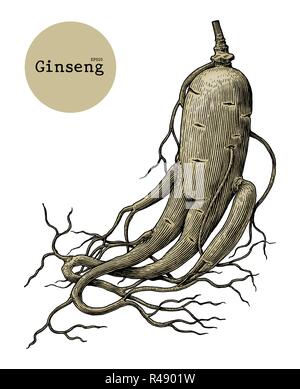 Dessin à la main de ginseng gravure illustration vintage Illustration de Vecteur