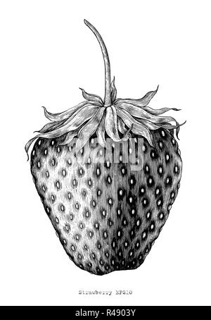 Strawberry dessin à la main vintage style illustration gravure Illustration de Vecteur