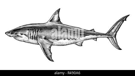 Grand requin blanc dessin gravure illustration vintage Illustration de Vecteur