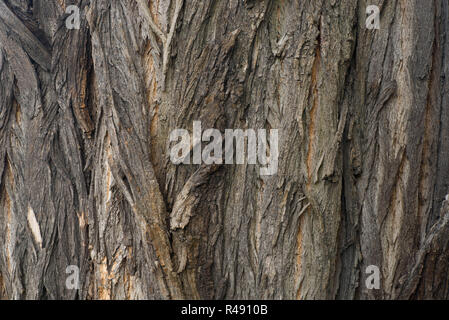 Écorce d'arbre robinier tecture macro bakground Banque D'Images