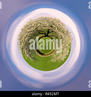 Arbre à fleurs de printemps dans la campagne Banque D'Images