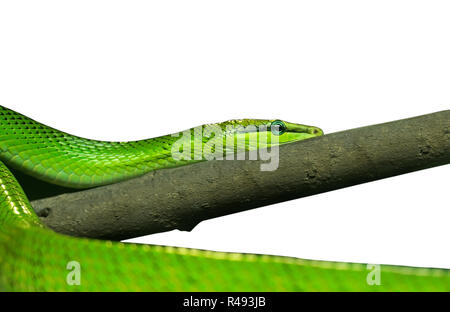 Couleuvre obscure vert Red-Tailed isolé sur fond blanc avec Clipping Path Banque D'Images