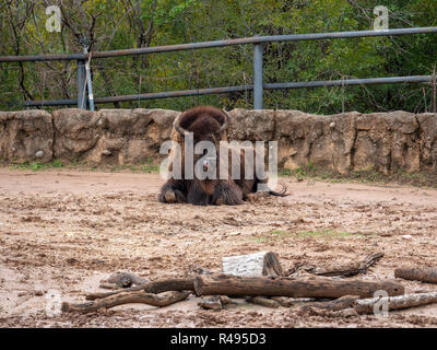 American bison assis sur la boue et le nettoyage de son visage avec sa langue Banque D'Images