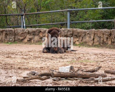 Grand zoo de Buffalo au Texas à la recherche de l'appareil photo Banque D'Images