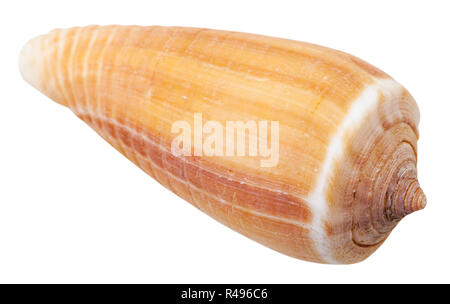 Coquille de mollusque conidae mer isolated on white Banque D'Images