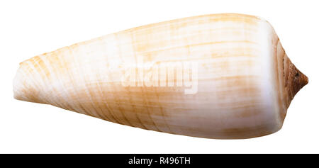 Coquille de mollusque conidae mer isolated on white Banque D'Images