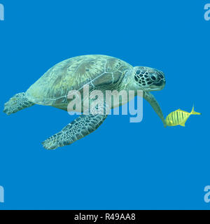 Seule grande tortue dans la mer tropicale , sous-marin Banque D'Images