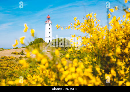 Gamous Dornbusch Phare sur la magnifique île de Hiddensee, avec des fleurs en été, de la mer Baltique, Mecklenburg-Vorpommern, Allemagne Banque D'Images