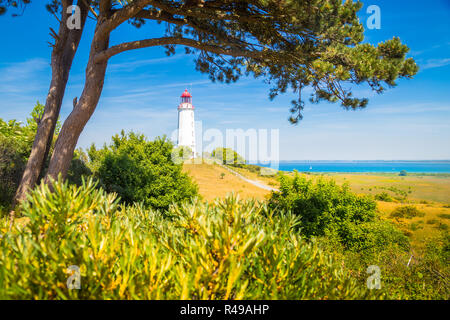 Gamous Dornbusch Phare sur la magnifique île de Hiddensee, avec des fleurs en été, de la mer Baltique, Mecklenburg-Vorpommern, Allemagne Banque D'Images