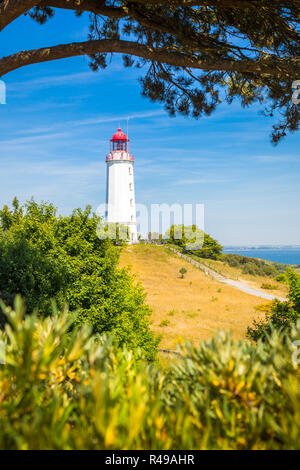 Gamous Dornbusch Phare sur la magnifique île de Hiddensee, avec des fleurs en été, de la mer Baltique, Mecklenburg-Vorpommern, Allemagne Banque D'Images