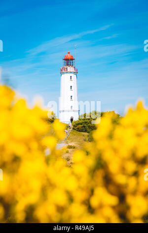 Gamous Dornbusch Phare sur la magnifique île de Hiddensee, avec des fleurs en été, de la mer Baltique, Mecklenburg-Vorpommern, Allemagne Banque D'Images