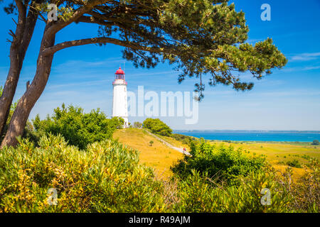 Gamous Dornbusch Phare sur la magnifique île de Hiddensee, avec des fleurs en été, de la mer Baltique, Mecklenburg-Vorpommern, Allemagne Banque D'Images