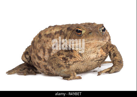 Hoptoad isolé sur fond blanc Banque D'Images