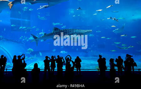 Requin-baleine à Okinawa Churaumi Aquarium Banque D'Images