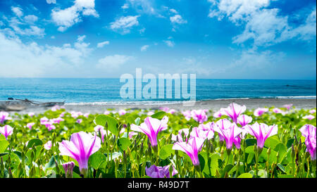 Belle fleur rose à côté de la plage avec une belle couleur d'arrière-plan Banque D'Images